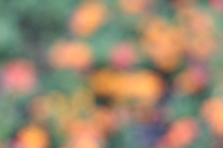 Blurred flower colorful background and beauty textureの写真素材