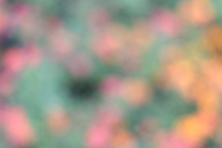Blurred flower colorful background and beauty textureの写真素材