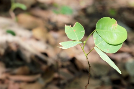 Green leaves in autumn at the natureの写真素材
