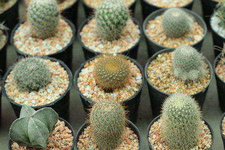 Cactus beauty with the nature