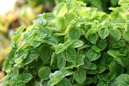 Pepper mint leaves at the natureの写真素材