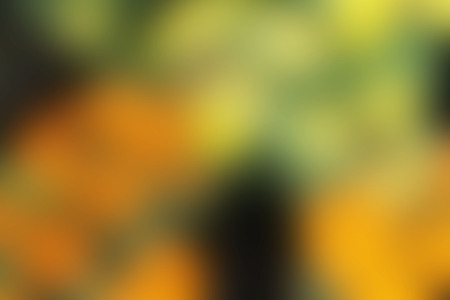 Blurred flower colorful background and beauty textureの写真素材