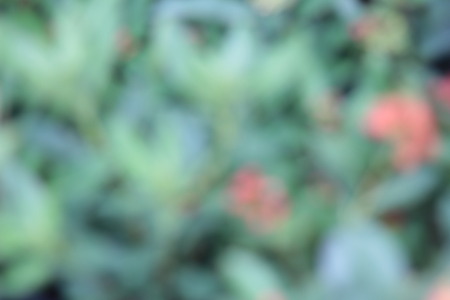 Blurred flower colorful background and beauty textureの写真素材