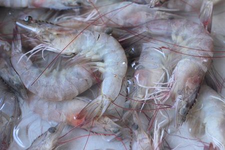 Fresh shrimp in the marketの写真素材