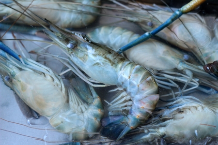 Fresh shrimp in the marketの写真素材