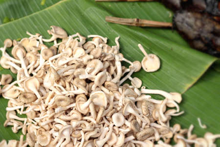 fresh mushrooms in the marketの写真素材