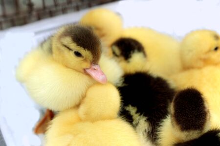 Gosling new born yellow is a groupの写真素材