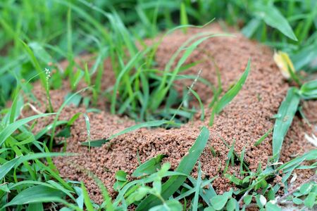 Ants nest with the natureの写真素材
