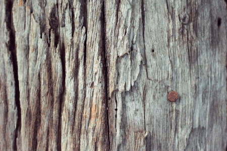 wood texture. background old panelsの写真素材