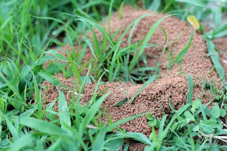 Ants nest with the natureの写真素材