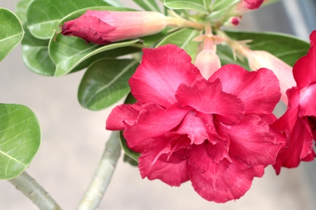 Azalea flowers  red flowers at the natureの写真素材