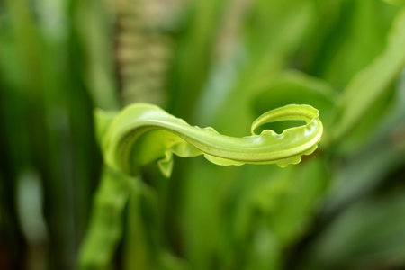 green fern with the nature