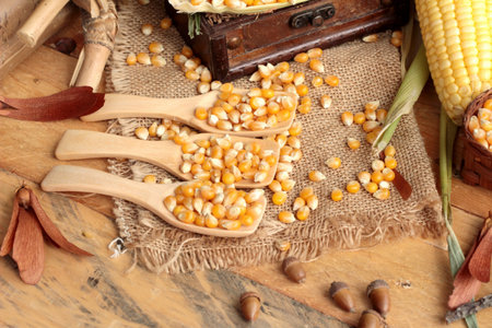 Yellow dry corn grain and corn freshの写真素材