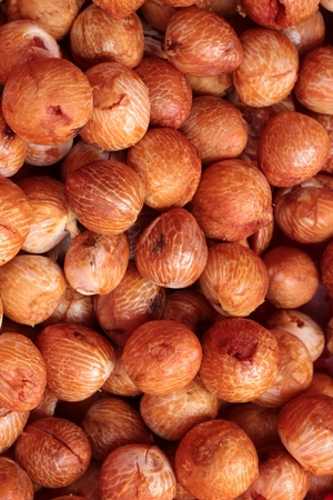 Betel palmの写真素材