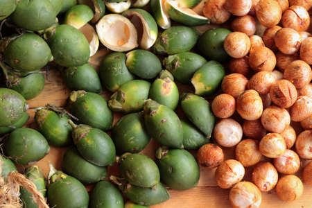 Betel palmの写真素材