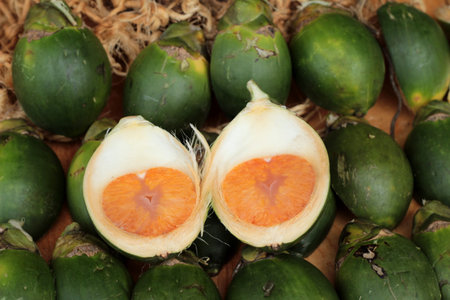 Betel palm