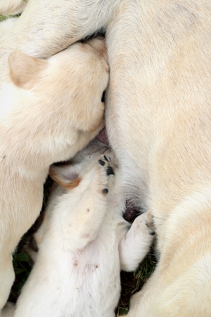 Mom and labrador puppies one month old sucklingの写真素材