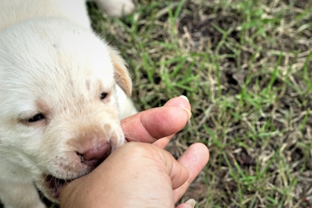 Labrador puppy cute one month oldの写真素材