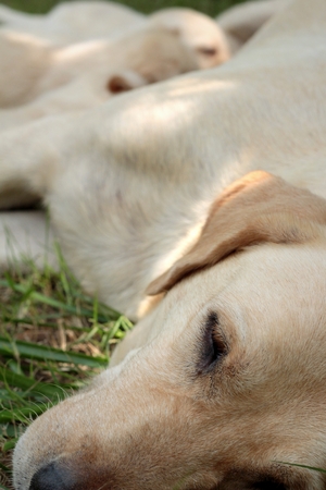 Mom and labrador puppies one month old sucklingの写真素材