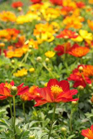 Cosmos flowers in the garden