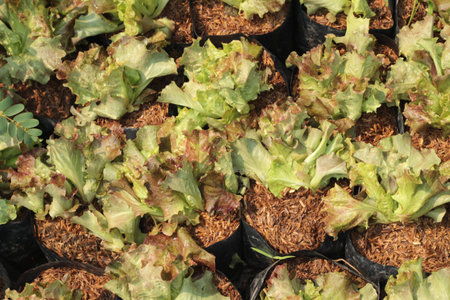 Lettuce in the garden