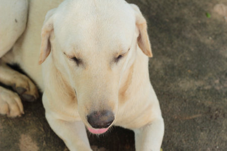Labrador dog brown