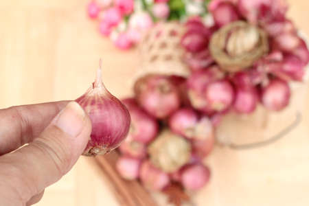 shallot - asia red onion for at cookingの写真素材