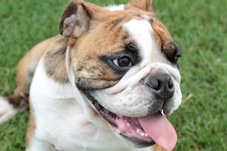 English Bulldogの写真素材