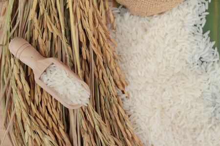 Jasmine rice and rice grains for the harvestの写真素材