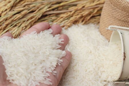 Jasmine rice and rice grains for the harvestの写真素材