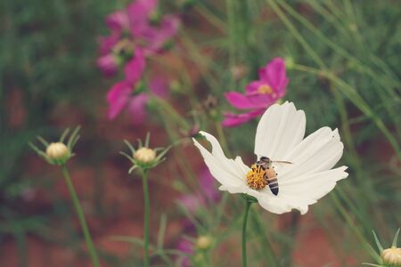 Cosmos flowers at beautiful in the gardenの写真素材
