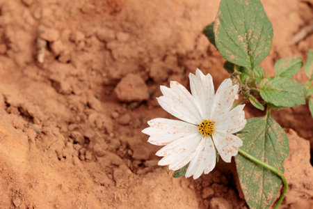 Cosmos flowers at beautiful in the gardenの写真素材