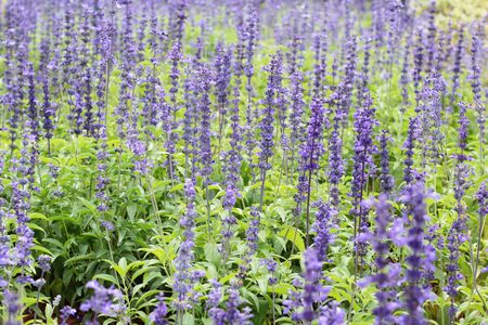 Purple salvia flowers at beautiful in gardenの写真素材