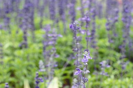 Purple salvia flowers at beautiful in gardenの写真素材