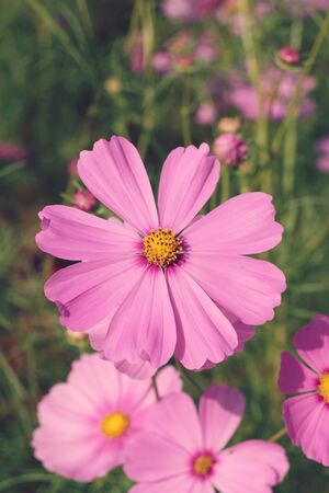 Cosmos flowers at beautiful in the gardenの写真素材