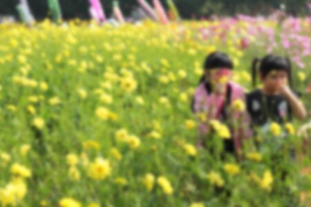 Blurred young girl with yellow cosmos flowersの写真素材