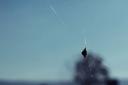 Spider webs on tree in the natureの写真素材