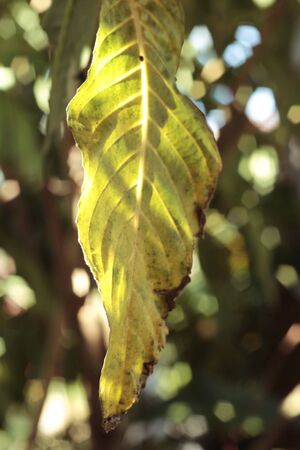 Leaves with shadow at the natureの写真素材