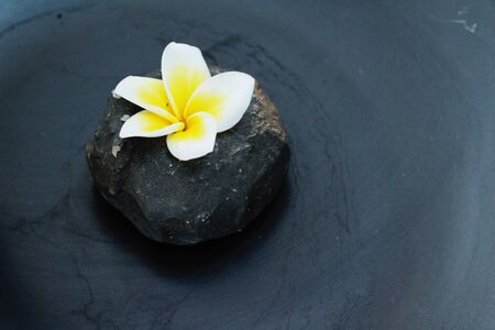 Plumeria flower with beautiful light on rockの写真素材
