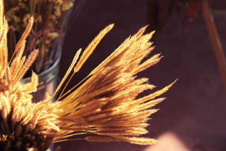 Dry grass at light and shadow at beauty