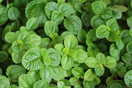 Pepper mint leaves in the natureの写真素材