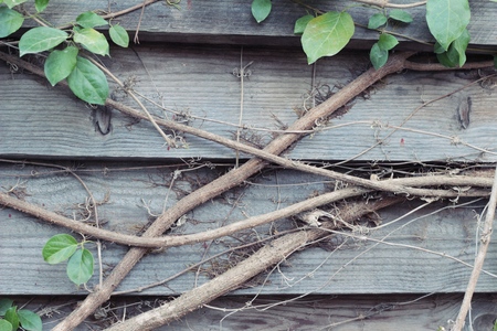Beautiful green vine is beside the wallの写真素材