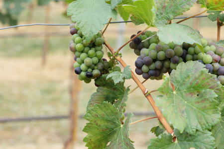 Fresh grapes in the vineyard