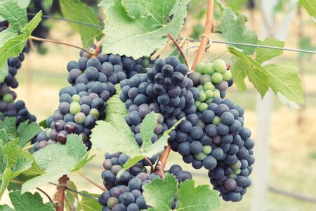 Fresh grapes in the vineyardの写真素材