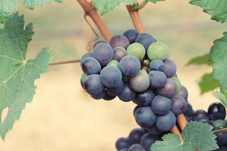 Fresh grapes in the vineyardの写真素材