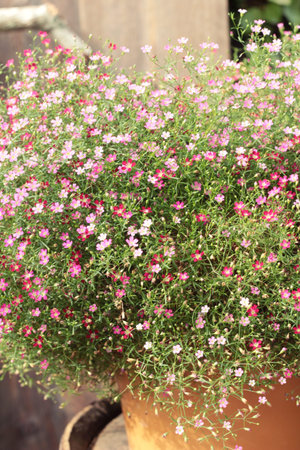 Pink gypsophila flower beautiful in the natureの写真素材