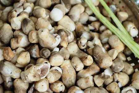 fresh mushrooms in the marketの写真素材