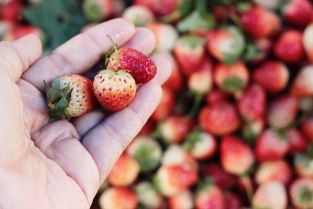 Strawberry fresh pile a lot of deliciousの写真素材
