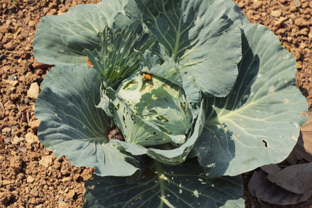 head cabbage in the garden