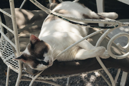 The cat is sleepingの写真素材